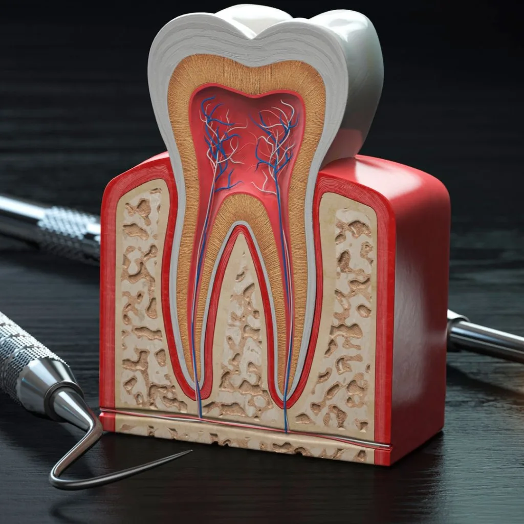 Endodontia