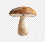 CHAMPIGNON
